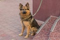 Young german shepherd on a leash expects host Royalty Free Stock Photo