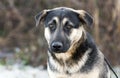 Young German Shepherd mixed breed dog adoption photo