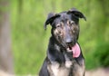 A young German Shepherd mixed breed dog with its tongue hanging out of its mouth Royalty Free Stock Photo