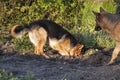 A young German Shepherd plays on a spring afternoon, digging in the garden, older dog is watching