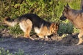 A young German Shepherd plays on a spring afternoon, digging in the garden, older dog is watching