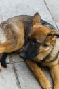 A young German shepherd puppy posing for the owner Royalty Free Stock Photo