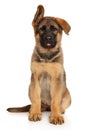 Young German Shepherd puppy sits on a white background Royalty Free Stock Photo