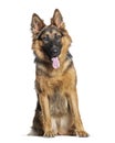 Young German shepherd sitting and panting,  isolated on white Royalty Free Stock Photo