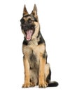 Young German shepherd yawning, sitting Royalty Free Stock Photo