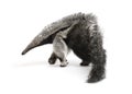 Young Giant Anteater against white background Royalty Free Stock Photo