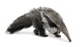 Young Giant Anteater against white background Royalty Free Stock Photo