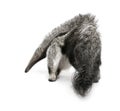 Young Giant Anteater against white background Royalty Free Stock Photo