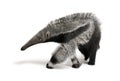 Young Giant Anteater against white background