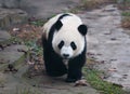 Young giant panda bear walking