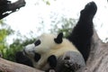 Young giant panda in China Royalty Free Stock Photo