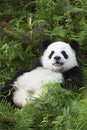 Young giant Panda, China