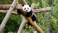 Young giant panda relaxing on a tree Royalty Free Stock Photo