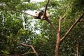 Young giant panda sleeping at the top of a tree