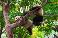 Young giant pandas playing in a tree
