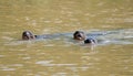 Young Giant River Otters Pantanal Brazil Royalty Free Stock Photo
