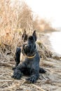 Young Giant schnauzer on the river bank. German thoroughbred dog