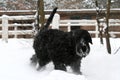 A young Giant Schnauzer is trotting through the snow. Royalty Free Stock Photo