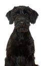 Young giant snauzer dog on white background Royalty Free Stock Photo