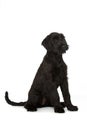 Young giant snauzer dog on white background Royalty Free Stock Photo