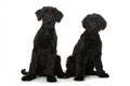 Young giant snauzer dogs on white background Royalty Free Stock Photo