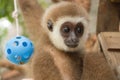 Young Gibbon on the branch Royalty Free Stock Photo
