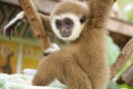 Young Gibbon on the branch Royalty Free Stock Photo
