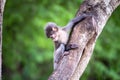 Young gibbons on the tree. Royalty Free Stock Photo