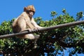 Young Gibraltar Ape Royalty Free Stock Photo