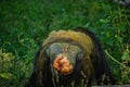 Young gigantic female Chimpanzee showing her private part in Outdoor Habitat forest jungle. Chimpanzee reproductive system. Monkey