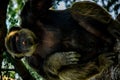 Young gigantic male Chimpanzee relaxing on a tree in habitat forest jungle. Chimpanzee in close up view with thoughtful expression