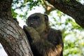 Young gigantic male Chimpanzee siting on a tree in Habitat forest jungle and looking at the camera. Chimpanzee in close up view Royalty Free Stock Photo