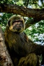 Young gigantic male Chimpanzee sleeping and relaxing on a tree in habitat forest jungle. Chimpanzee in close up view with Royalty Free Stock Photo