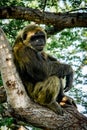 Young gigantic male Chimpanzee sleeping and relaxing on a tree in habitat forest jungle. Chimpanzee in close up view with Royalty Free Stock Photo