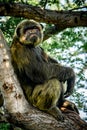 Young gigantic male Chimpanzee sleeping and relaxing on a tree in habitat forest jungle. Chimpanzee in close up view with Royalty Free Stock Photo