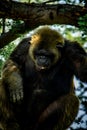 Young gigantic male Chimpanzee sleeping and relaxing on a tree in habitat forest jungle. Chimpanzee in close up view with