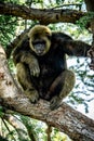 Young gigantic male Chimpanzee sleeping and relaxing on a tree in habitat forest jungle. Chimpanzee in close up view with