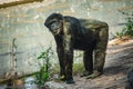 Young gigantic male Chimpanzee standing on near water pond and looking at the camera. Chimpanzee in close up view with thoughtful