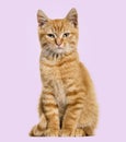 Ginger cat, sitting, purple background