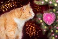 Young ginger cat, surprised looks at the Christmas tree Royalty Free Stock Photo