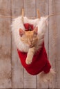 Young ginger kitten resting in a santa hat hanging on a rope