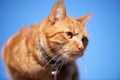 Young ginger red tabby cat close portrait photographed on a roof Royalty Free Stock Photo