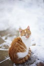 Young ginger white kitten sits on a snowy pavement