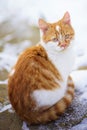 Young ginger white kitten sits on a snowy pavement