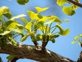 Young gingko leaves under blue sky in spring Royalty Free Stock Photo