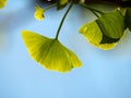 Young gingko leaves under blue sky in spring Royalty Free Stock Photo