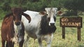 Young gir and nelore cattle looking serious encouraging veganism - Go vegan wood sign