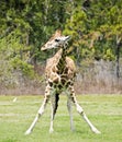 Young Girafe