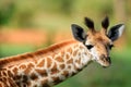 Young giraffe Royalty Free Stock Photo