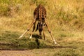 A young giraffe bending down to drink Royalty Free Stock Photo